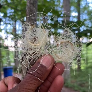Unique Gold and Cream Earrings